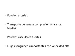 • Función arterial:

• Transporte de sangre con presión alta a los
  tejidos

• Paredes vasculares fuertes

• Flujos sanguíneos importantes con velocidad alta
 