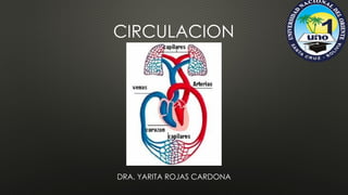 Comprehensive Overview of Human Circulation System and Microcirculation ...