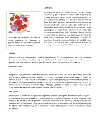 LA SANGRE
La sangre es un tejido líquido formado por las células
sanguíneas y por el plasma o componente fluido que se
renueva permanentemente. Cumple importantes funciones en
todo el organismo, por eso se le denomina comúnmente “el
fluido de la vida”. La sangre transporta los nutrientes que las
células necesitan para vivir y el oxigeno para pode respirar. En
ella también viajan células de defensa del organismo y otras
que coagulan la sangre durante el cierre de las heridas. Las
hormonas que se producen en las glándulas, así como muchos
medicamentos que tomamos para atacar algún problema de
salud, utilizan esta vía para llegar a su destino. La cantidad de
sangre que tiene una persona se relaciona con su edad, peso,
sexo y altura. Una persona adulta puede tiene un volumen de
sangre aproximadamente igual al 7% de su peso corporal.
PLASMA
El plasma está constituido por agua, proteínas como albúmina, fibrinógeno y globulina. El plasma transporta
hormonas, metabolitos, catabolitos, oxigeno y dióxido de carbono. Las células sanguíneas son de tres tipos:
glóbulos rojos o heritrocitos o hematíes, glóbulos blancos o leucocitos y plaquetas o trombocitos.
GLÓBULOS ROJOS
Los glóbulos rojos, eritrocitos o hematíes son células anucleadas de unas siete micras de diámetro, cuyo color
rojo se debe a la hemoglobina que contienen. Su función es transportar e intercambiar oxígeno y dióxido de
carbono. El 95% de la masa celular del eritrocito está representada por una proteína llamada hemoglobina. Su
forma es un disco bicóncavo con una depresión central. La vida media de un glóbulo rojo es de 120 días. En
seres humanos se considera normal valores de 4.500.000 a 6.000.000 por ml, en el hombre y en la mujer de
3.800.000 a 5.000.000. Constituyen el 45%del volumen total de la sangre.
PLAQUETAS
Las plaquetas o trombocitos son pequeños fragmentos de células encargadas de la formación de coágulos –
trombo-sanguíneo que, al segregarse al endotelio vascular lesionado, lo taponan. Su número habitual en la
sangre es de 200.000 a 400.000 por mm3.
Tienen una vida media de 8 a 12 días y, una vez envejecen, son
destruidos por los macrófagos. Existen también algunos factores de coagulación que son proteínas presentes
en el plasma por centrifugación, y dan como resultado hematocrito que permite estimar el volumen de células
en la sangre.
En la sangre se encuentran tres tipos de
células sanguíneas: los leucocitos o
glóbulos blancos, los eritrocitos o glóbulos
rojos y las plaquetas o trombocitos.
 