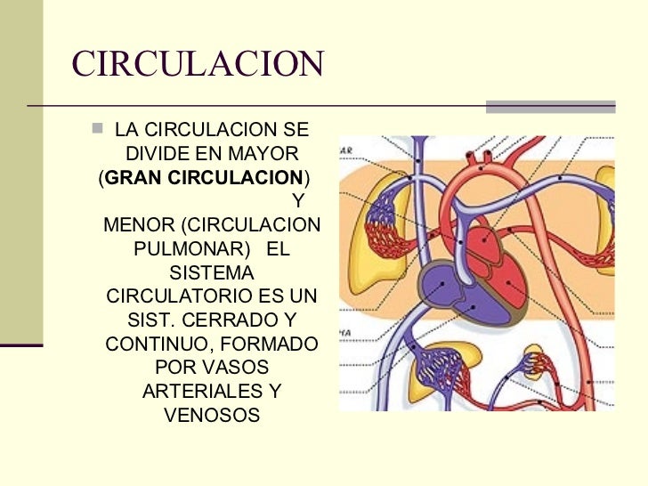Circulacion General