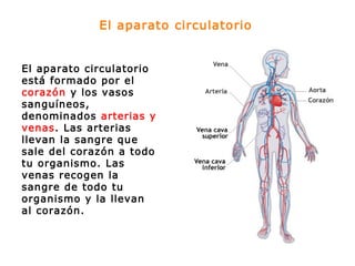 El aparato circulatorio
El aparato circulatorio
está formado por el
corazón y los vasos
sanguíneos,
denominados arterias y
venas. Las arterias
llevan la sangre que
sale del corazón a todo
tu organismo. Las
venas recogen la
sangre de todo tu
organismo y la llevan
al corazón.
 