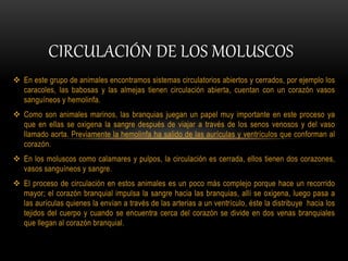  En este grupo de animales encontramos sistemas circulatorios abiertos y cerrados, por ejemplo los
caracoles, las babosas y las almejas tienen circulación abierta, cuentan con un corazón vasos
sanguíneos y hemolinfa.
 Como son animales marinos, las branquias juegan un papel muy importante en este proceso ya
que en ellas se oxigena la sangre después de viajar a través de los senos venosos y del vaso
llamado aorta. Previamente la hemolinfa ha salido de las aurículas y ventrículos que conforman al
corazón.
 En los moluscos como calamares y pulpos, la circulación es cerrada, ellos tienen dos corazones,
vasos sanguíneos y sangre.
 El proceso de circulación en estos animales es un poco más complejo porque hace un recorrido
mayor; el corazón branquial impulsa la sangre hacia las branquias, allí se oxigena, luego pasa a
las aurículas quienes la envían a través de las arterias a un ventrículo, éste la distribuye hacia los
tejidos del cuerpo y cuando se encuentra cerca del corazón se divide en dos venas branquiales
que llegan al corazón branquial.
CIRCULACIÓN DE LOS MOLUSCOS
 