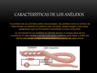 Al contrario de los animales antes mencionados, los anélidos como la lombriz de
tierra tienen un sistema circulatorio más completo, posee sangre y dos vasos
sanguíneos que se encuentran conectados a cinco corazones.
La circulación en los anélidos es cerrada porque la sangre pasa de los
corazones al vaso ventral y de allí a los vasos capilares para llegar a todos los
tejidos del cuerpo. Luego vuelve al corazón a través del vaso dorsal.
CARACTERÍSTICAS DE LOS ANÉLIDOS
 
