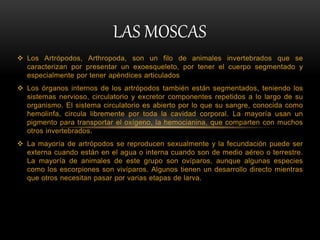  Los Artrópodos, Arthropoda, son un filo de animales invertebrados que se
caracterizan por presentar un exoesqueleto, por tener el cuerpo segmentado y
especialmente por tener apéndices articulados
 Los órganos internos de los artrópodos también están segmentados, teniendo los
sistemas nervioso, circulatorio y excretor componentes repetidos a lo largo de su
organismo. El sistema circulatorio es abierto por lo que su sangre, conocida como
hemolinfa, circula libremente por toda la cavidad corporal. La mayoría usan un
pigmento para transportar el oxígeno, la hemocianina, que comparten con muchos
otros invertebrados.
 La mayoría de artrópodos se reproducen sexualmente y la fecundación puede ser
externa cuando están en el agua o interna cuando son de medio aéreo o terrestre.
La mayoría de animales de este grupo son ovíparos, aunque algunas especies
como los escorpiones son vivíparos. Algunos tienen un desarrollo directo mientras
que otros necesitan pasar por varias etapas de larva.
LAS MOSCAS
 