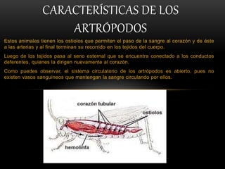 Estos animales tienen los ostiolos que permiten el paso de la sangre al corazón y de éste
a las arterias y al final terminan su recorrido en los tejidos del cuerpo.
Luego de los tejidos pasa al seno esternal que se encuentra conectado a los conductos
deferentes, quienes la dirigen nuevamente al corazón.
Como puedes observar, el sistema circulatorio de los artrópodos es abierto, pues no
existen vasos sanguíneos que mantengan la sangre circulando por ellos.
CARACTERÍSTICAS DE LOS
ARTRÓPODOS
 