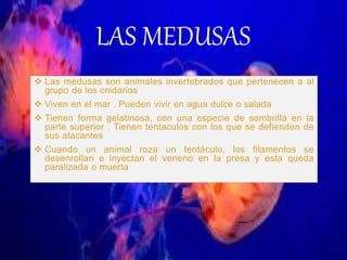  Las medusas son animales invertebrados que pertenecen a al
grupo de los cnidarios
 Viven en el mar . Pueden vivir en agua dulce o salada
 Tienen forma gelatinosa, con una especie de sombrilla en la
parte superior . Tienen tentaculos con los que se defienden de
sus atacantes
 Cuando un animal roza un tentáculo, los filamentos se
desenrollan e inyectan el veneno en la presa y esta queda
paralizada o muerta
LAS MEDUSAS
 