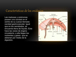 Características de los cnidarios
Las medusas y anémonas
poseen una cavidad en el
centro de su cuerpo llamada:
cavidad gastrovascular. Igual
que en los nemátodos, se
encuentra llena de líquido. Ésta
hace las veces de órgano
circulatorio, a ella llegan los
nutrientes y gases que se
obtienen por medio de la
digestión.
 