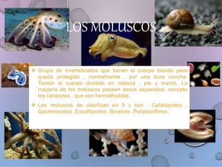  Grupo de invertebrados que tienen el cuerpo blando pero
queda protegido , normalmente , por una dura concha.
Tienen el cuerpo dividido en cabeza , pie y manto. La
mayoría de los moluscos poseen sexos separados, excepto
los caracoles , que son hermafroditas.
 Los moluscos de clasifican en 5 y son : Cefalópodos ,
Gasterópodos ,Escafópodos ,Bivalvos ,Poliplacóforos.
LOS MOLUSCOS
 
