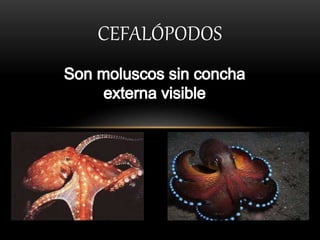 CEFALÓPODOS
 