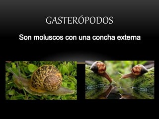 GASTERÓPODOS
 