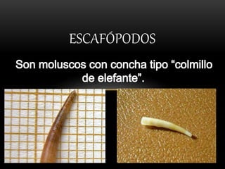 ESCAFÓPODOS
 