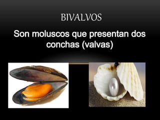 BIVALVOS
 