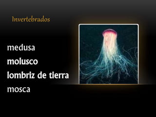 Invertebrados
medusa
molusco
lombriz de tierra
mosca
 