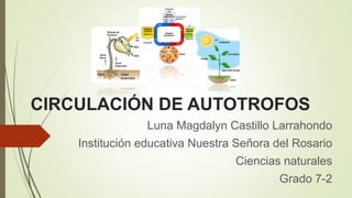 CIRCULACIÓN DE AUTOTROFOS
Luna Magdalyn Castillo Larrahondo
Institución educativa Nuestra Señora del Rosario
Ciencias naturales
Grado 7-2
 