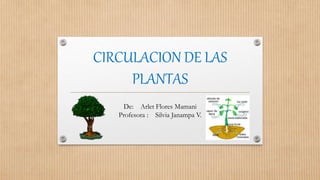 CIRCULACION DE LAS
PLANTAS
De: Arlet Flores Mamani
Profesora : Silvia Janampa V.
 