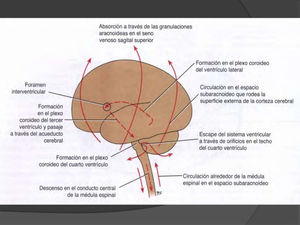 Circulacion del Liquido Cefalorraquideo