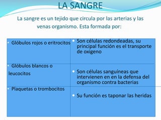 LA SANGRE
La sangre es un tejido que circula por las arterias y las
venas organismo. Esta formada por:
• Glóbulos rojos o eritrocitos  Son células redondeadas, su

principal función es el transporte
de oxigeno

• Glóbulos blancos o

leucocitos

 Son células sanguíneas que

intervienen en en la defensa del
organismo contra bacterias

• Plaquetas o trombocitos

 Su función es taponar las heridas

 