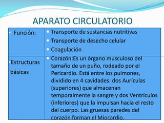 APARATO CIRCULATORIO
• Función:

 Transporte de sustancias nutritivas
 Transporte de desecho celular

 Coagulación

•Estructuras

básicas

 Corazón:Es un órgano musculoso del

tamaño de un puño, rodeado por el
Pericardio. Está entre los pulmones,
dividido en 4 cavidades: dos Aurículas
(superiores) que almacenan
temporalmente la sangre y dos Ventrículos
(inferiores) que la impulsan hacia el resto
del cuerpo. Las gruesas paredes del
corazón forman el Miocardio.

 