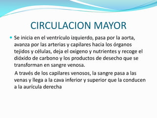 CIRCULACION MAYOR
 Se inicia en el ventrículo izquierdo, pasa por la aorta,

avanza por las arterias y capilares hacia los órganos
tejidos y células, deja el oxigeno y nutrientes y recoge el
dióxido de carbono y los productos de desecho que se
transforman en sangre venosa.
A través de los capilares venosos, la sangre pasa a las
venas y llega a la cava inferior y superior que la conducen
a la aurícula derecha

 
