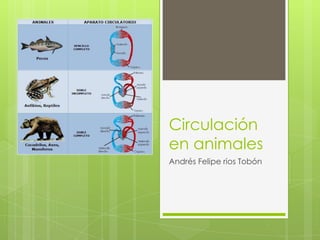Circulación
en animales
Andrés Felipe rios Tobón
 