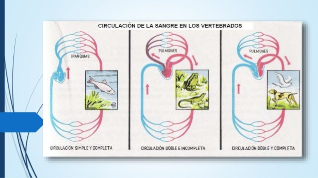 Resultado de imagen de circulacion vertebrados