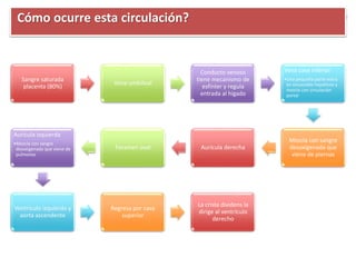 Sangre saturada
placenta (80%)
Vena umbilical
Conducto venoso
tiene mecanismo de
esfínter y regula
entrada al hígado
Vena cava inferior
•Una pequeña parte entra
en sinusoides hepáticos y
mezcla con circulación
portal
Mezcla con sangre
desoxigenada que
viene de piernas
Aurícula derechaForamen oval
Aurícula izquierda
•Mezcla con sangre
desoxigenada que viene de
pulmones
Ventrículo izquierdo y
aorta ascendente
Regresa por cava
superior
La crista dividens la
dirige al ventrículo
derecho
Cómo ocurre esta circulación?
 