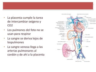• La placenta cumple la tarea
de intercambiar oxígeno y
CO2
• Los pulmones del feto no se
usan para respirar
• La sangre se deriva lejos de
lospulmones
• La sangre venosa llega a las
arterias pulmonares al
cordón y de ahí a la placenta
 