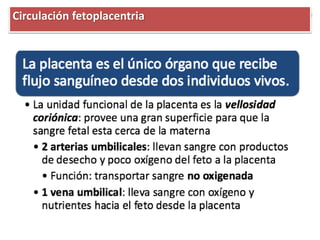 Circulación fetoplacentria
 