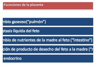 Fucnciones de la placenta
 
