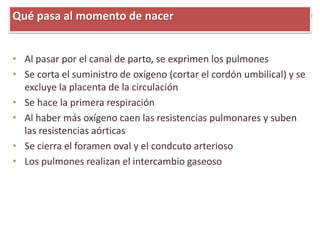 • Al pasar por el canal de parto, se exprimen los pulmones
• Se corta el suministro de oxígeno (cortar el cordón umbilical) y se
excluye la placenta de la circulación
• Se hace la primera respiración
• Al haber más oxígeno caen las resistencias pulmonares y suben
las resistencias aórticas
• Se cierra el foramen oval y el condcuto arterioso
• Los pulmones realizan el intercambio gaseoso
Qué pasa al momento de nacer
 