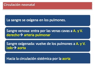 Circulación neonatal
 