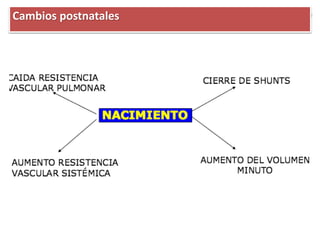 Cambios postnatales
 