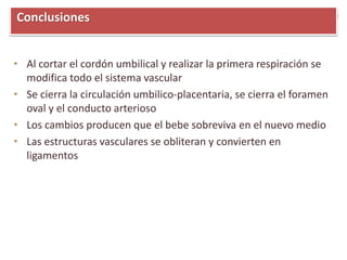 • Al cortar el cordón umbilical y realizar la primera respiración se
modifica todo el sistema vascular
• Se cierra la circulación umbilico-placentaria, se cierra el foramen
oval y el conducto arterioso
• Los cambios producen que el bebe sobreviva en el nuevo medio
• Las estructuras vasculares se obliteran y convierten en
ligamentos
Conclusiones
 