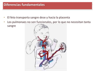 • El feto transporta sangre dese y hacia la placenta
• Los pulmonaes no son funcionales, por lo que no necesitan tanta
sangre
Diferencias fundamentales
 