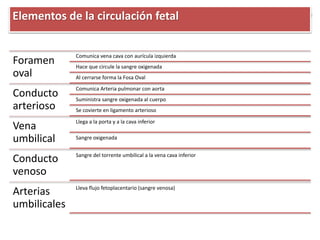 Foramen
oval
Comunica vena cava con aurícula izquierda
Hace que circule la sangre oxigenada
Al cerrarse forma la Fosa Oval
Conducto
arterioso
Comunica Arteria pulmonar con aorta
Suministra sangre oxigenada al cuerpo
Se covierte en ligamento arterioso
Vena
umbilical
Llega a la porta y a la cava inferior
Sangre oxigenada
Conducto
venoso
Sangre del torrente umbilical a la vena cava inferior
Arterias
umbilicales
Lleva flujo fetoplacentario (sangre venosa)
Elementos de la circulación fetal
 