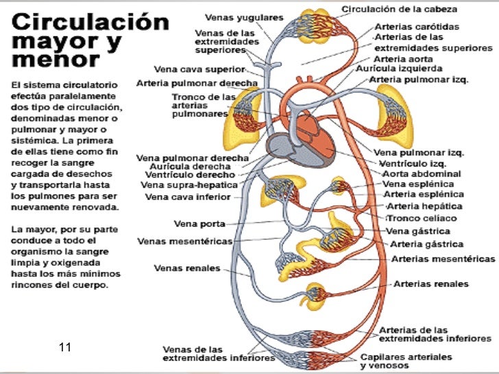 Circulacion mayor y circulacion menor