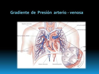 GravedadDistribuciónPosiciónI. Galvin, G. B. Drummond and M. Nirmalan. Distribution of blood flow and ventilation in the lung: gravity is not the only factorBritishJournal of Anaesthesia 98 (4): 420–8 (2007)