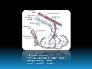  Irrigación pulmonar
