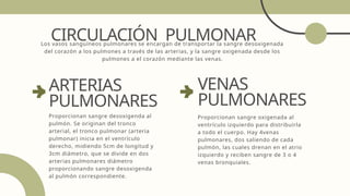 CIRCULACIÓN PULMONAR
Proporcionan sangre desoxigenda al
pulmón. Se originan del tronco
arterial, el tronco pulmonar (arteria
pulmonar) inicia en el ventrículo
derecho, midiendo 5cm de longitud y
3cm diámetro, que se divide en dos
arterias pulmonares diámetro
proporcionando sangre desoxigenda
al pulmón correspondiente.
ARTERIAS
PULMONARES
Proporcionan sangre oxigenada al
ventrículo izquierdo para distribuirla
a todo el cuerpo. Hay 4venas
pulmonares, dos saliendo de cada
pulmón, las cuales drenan en el atrio
izquierdo y reciben sangre de 3 o 4
venas bronquiales.
VENAS
PULMONARES
Los vasos sanguíneos pulmonares se encargan de transportar la sangre desoxigenada
del corazón a los pulmones a través de las arterias, y la sangre oxigenada desde los
pulmones a el corazón mediante las venas.
 