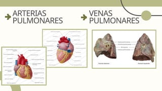 ARTERIAS
PULMONARES
VENAS
PULMONARES
 