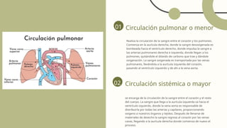 Circulación pulmonar o menor
Realiza la circulación de la sangre entre el corazón y los pulmones.
Comienza en la aurícula derecha, donde la sangre desoxigenada es
bombeada hacia el ventrículo derecho, donde impulsa la sangre a
las arterias pulmonares derecha e izquierda, donde llegan a los
pulmones, quitándole el dióxido de carbono que trae y dándole
oxigenación. La sangre oxigenada es transportada por las venas
pulmonares, llevándola a la aurícula izquierda del corazón,
pasando al ventrículo izquierdo y de ahi a la vena aorta.
01
Circulación sistémica o mayor
se encarga de la circulación de la sangre entre el corazón y el resto
del cuerpo. La sangre que llega a la aurícula izquierda va hacia el
ventrículo izquierdo, donde la vena aorta es responsable de
distribuirla por todas las arterias y capilares, proporcionando
oxigeno a nuestros órganos y tejidos. Después de llenarse de
materiales de desecho la sangre regresa al corazón por las venas
cavas, llegando a la aurícula derecha donde comienza de nuevo el
proceso.
02
 