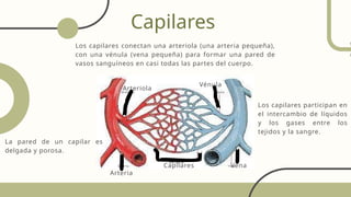 Capilares
Los capilares conectan una arteriola (una arteria pequeña),
con una vénula (vena pequeña) para formar una pared de
vasos sanguíneos en casi todas las partes del cuerpo.
Vena
Vénula
Arteria
Arteriola
Capilares
La pared de un capilar es
delgada y porosa.
Los capilares participan en
el intercambio de líquidos
y los gases entre los
tejidos y la sangre.
 