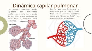 Dinámica capilar pulmonar
Las paredes alveolares están
tapizadas por demasiados
capilares que en la mayor parte
de los sitios estos capilares se
tocan entre sí, adosados unos
con otros.
Por lo que con frecuencia se
menciona que la sangre capilar
fluye en las paredes alveolares
como una “lámina de flujo” y no
como capilares individuales.
 