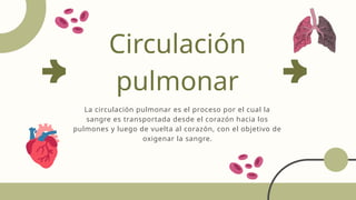 Circulación
pulmonar
La circulación pulmonar es el proceso por el cual la
sangre es transportada desde el corazón hacia los
pulmones y luego de vuelta al corazón, con el objetivo de
oxigenar la sangre.
 