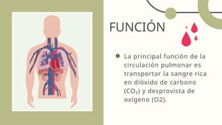 FUNCIÓN
La principal función de la
circulación pulmonar es
transportar la sangre rica
en dióxido de carbono
(CO₂) y desprovista de
oxígeno (O2).
 