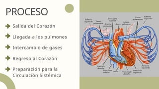 PROCESO
Salida del Corazón
Llegada a los pulmones
Intercambio de gases
Regreso al Corazón
Preparación para la
Circulación Sistémica
 
