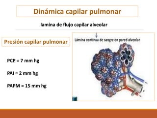Dinámica capilar pulmonar
lamina de flujo capilar alveolar
Presión capilar pulmonar
PCP = 7 mm hg
PAI = 2 mm hg
PAPM = 15 mm hg
 
