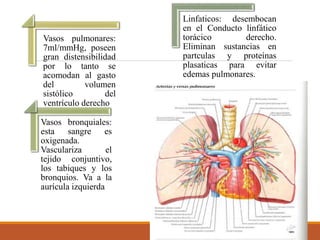 Vasos pulmonares:
7ml/mmHg, poseen
gran distensibilidad
por lo tanto se
acomodan al gasto
del volumen
sistólico del
ventrículo derecho
Vasos bronquiales:
esta sangre es
oxigenada.
Vasculariza el
tejido conjuntivo,
los tabiques y los
bronquios. Va a la
aurícula izquierda
Linfaticos: desembocan
en el Conducto linfático
torácico derecho.
Eliminan sustancias en
partculas y proteínas
plasaticas para evitar
edemas pulmonares.
 