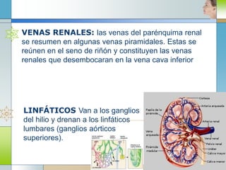 Circulacion urogenital | PPTX