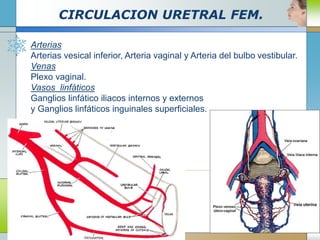 CIRCULACION URETRAL FEM.
Arterias
Arterias vesical inferior, Arteria vaginal y Arteria del bulbo vestibular.
Venas
Plexo vaginal.
Vasos linfáticos
Ganglios linfático iliacos internos y externos
y Ganglios linfáticos inguinales superficiales.
 